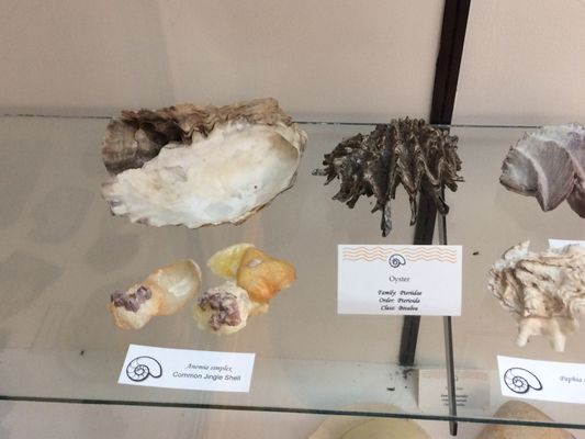 World Museum of Natural History by null