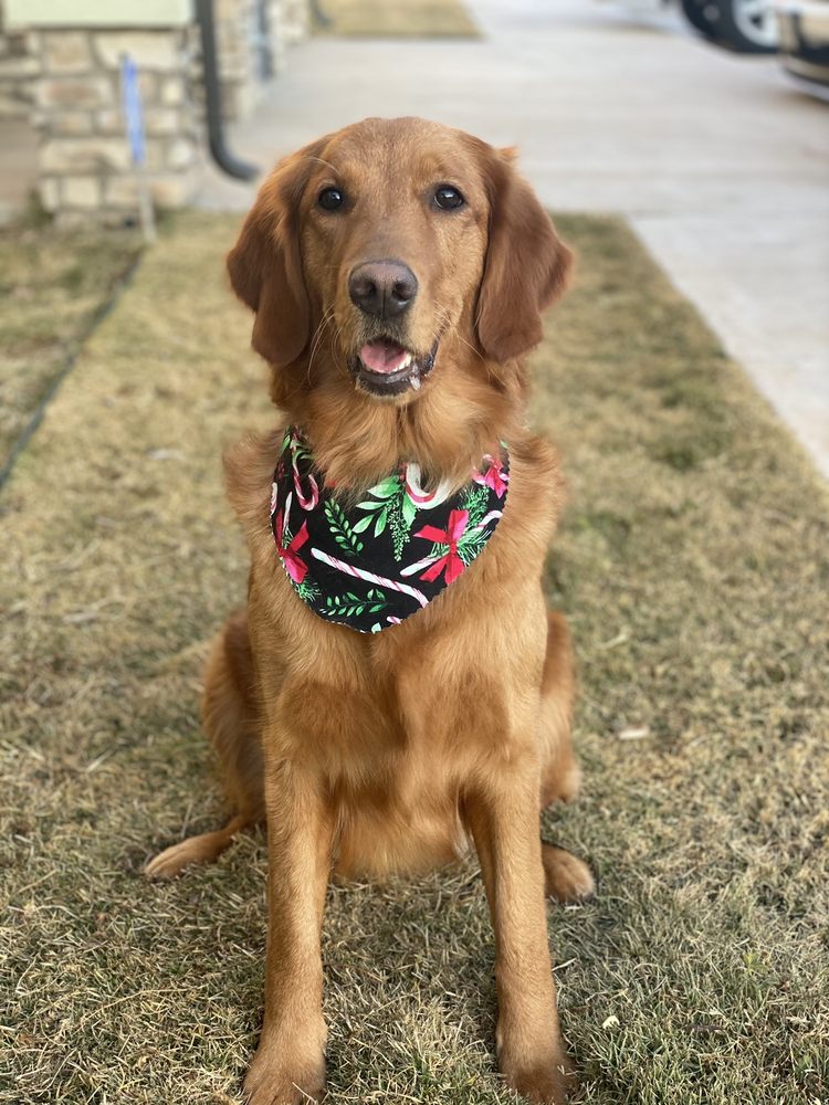 REGAL PET RESORT Updated September 2024 25 Reviews 14110 Fm 1730