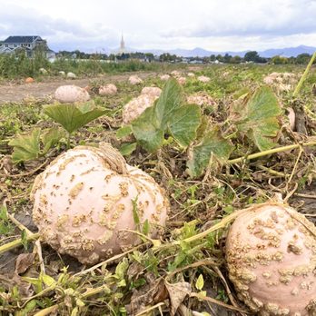 Mabey’s Pumpkin Patch - A fun variety - Pumpkin Patches Near Me - South Jordan, Utah