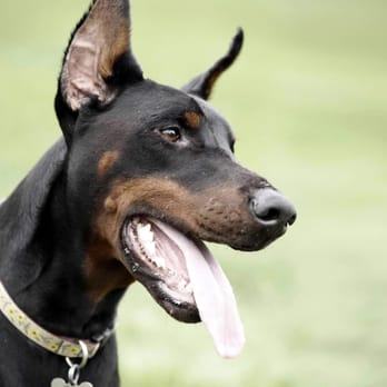 Cresskill Animal Hospital - Veterinarians Near Me - Cresskill, New Jersey Cresskill Animal Hospital - Veterinarians Near Me - Cresskill, New Jersey