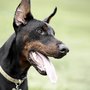 Photo of Cresskill Animal Hospital