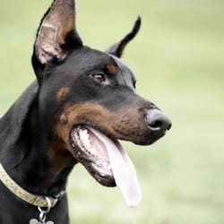 Cresskill Animal Hospital