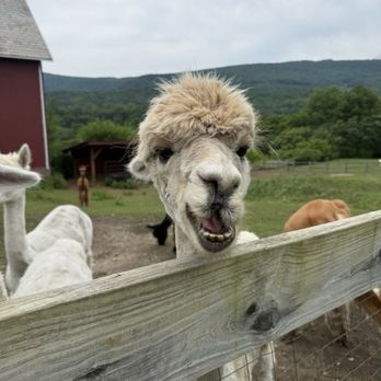 Restaurant at Hill Farm - Italian Near Me - Sunderland, Vermont Restaurant at Hill Farm - Italian Near Me - Sunderland, Vermont