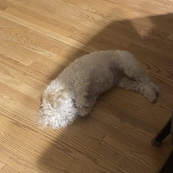 Ladies Pet Grooming - Before pic - Pet Groomers Near Me - Glendora, California