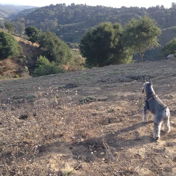 Piedmont Pet - Reiki Near Me Piedmont Pet - Reiki Near Me