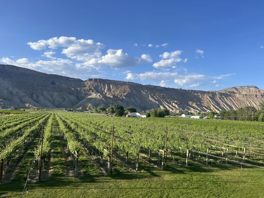 Carboy Winery at Mt. Garfield Estate by null