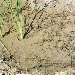 Niland Ranch Wildlife Habitat Foundation