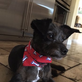 Paws Pet Resort - Pet Sitting Near Me - San Clemente, California Paws Pet Resort - Pet Sitting Near Me - San Clemente, California