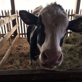 Field View Farm - Hi there - Truck Rental Near Me - Orange, Connecticut