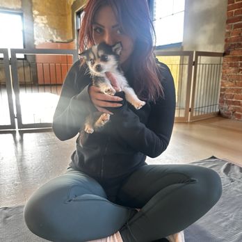 Puppies & Yoga - Yoga Near Me - Providence, Rhode Island Puppies & Yoga - Yoga Near Me - Providence, Rhode Island