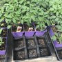Photo of Wind Ridge Herb Farm