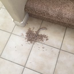 This is a pile of carpet they did not clean up.
