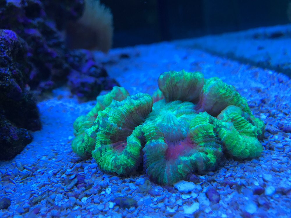 STRICTLY REEF 68 Photos & 36 Reviews Aquariums 907 W Moana Ln