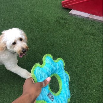 Camp Bow Wow - Pet Groomers Near Me - Mckinney, Texas