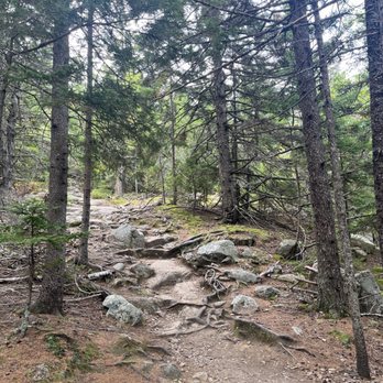 Acadia National Park - Well marked trails but lots of roots and rocks. - Parks Near Me - Bar Harbor, Maine Acadia National Park - Well marked trails but lots of roots and rocks. - Parks Near Me - Bar Harbor, Maine