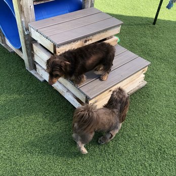 The Puppy Barn - Jake and Copper. - Pet Boarding Near Me - Poynor, Texas