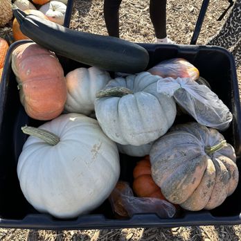 Pearson's Pumpkin Place - Cool assortment of pumpkins - Venues & Event Spaces Near Me - Eagle, Nebraska Pearson's Pumpkin Place - Cool assortment of pumpkins - Venues & Event Spaces Near Me - Eagle, Nebraska