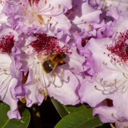 Insektenparadies Kleingarten