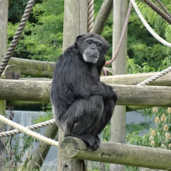 ZSL Whipsnade Zoo - Zoos Near Me - Dunstable, CBF ZSL Whipsnade Zoo - Zoos Near Me - Dunstable, CBF