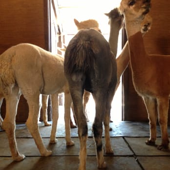 Ocean View Ranch - Alpaca rear view - Pet Breeders Near Me - Los Gatos, California