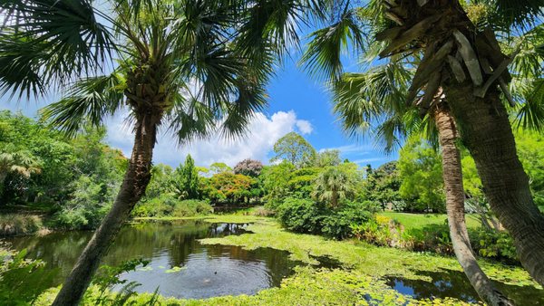 Mounts Botanical Garden by null