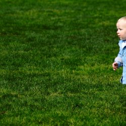 Neat and Green Lawn Care
