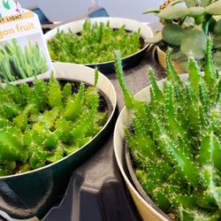 Walgreens - Wow cool cacti