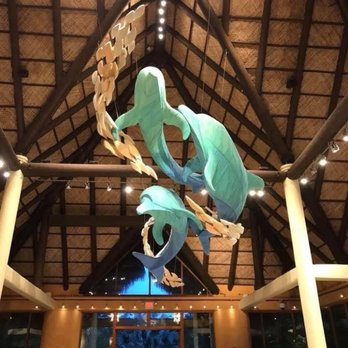 Discovery Cove - Amusement Parks Near Me - Orlando, Florida