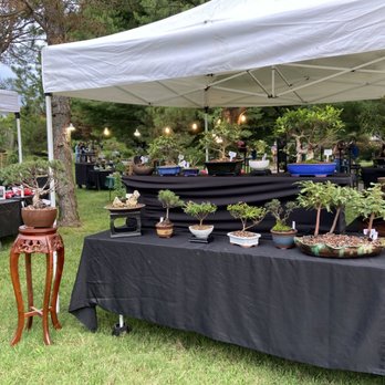 The Bonsai Guy - Display at Japanese Fall Festival - Nurseries & Gardening Near Me - Springfield, Missouri