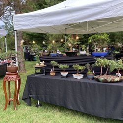 The Bonsai Guy - Display at Japanese Fall Festival