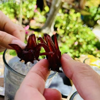 High Hand Cafe - Edible hibiscus flowers - YUM!! - New American Near Me - Loomis, California High Hand Cafe - Edible hibiscus flowers - YUM!! - New American Near Me - Loomis, California