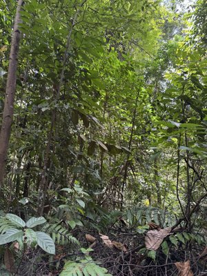 Bukit Timah Nature Reserve by null