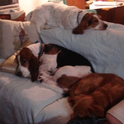 Just Like Home Dog Boarding