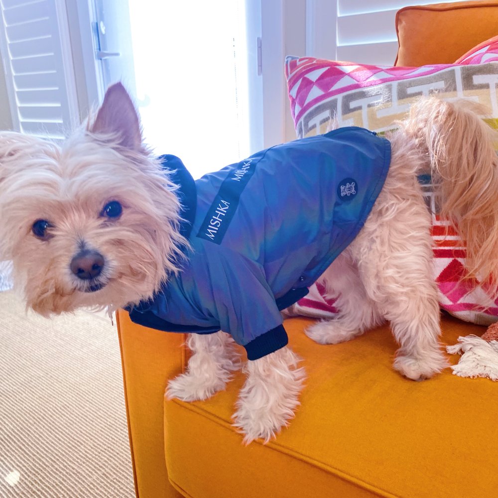 Mishka - Kuma got jealous, so we had to let him try it on too! Size M was perfect for my 10 lb dog - Pet Stores Near Me - San Francisco, California