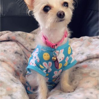 Happy Pet Grooming - Pet Groomers Near Me - Anaheim, California