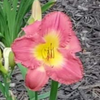 5 Acre Farm Daylilies - Farmers Market Near Me - Tolono, Illinois 5 Acre Farm Daylilies - Farmers Market Near Me - Tolono, Illinois
