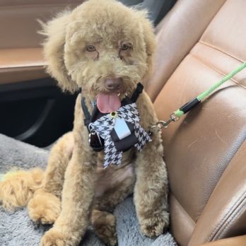 Brooklyn Paw House - Before and after - Pet Groomers Near Me - Brooklyn, New York Brooklyn Paw House - Before and after - Pet Groomers Near Me - Brooklyn, New York