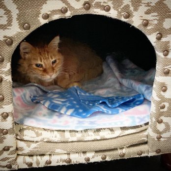 The Radical Cat - Turnip! A cat available fur adoption - Pet Adoption Near Me - Reno, Nevada