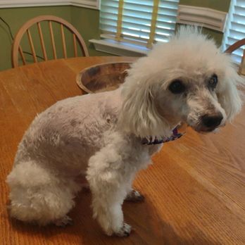 PetSmart - Pet Groomers Near Me - Plantation, Florida