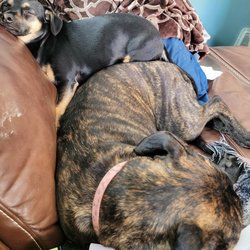 Ash Veterinary Clinic - Callie & Darla