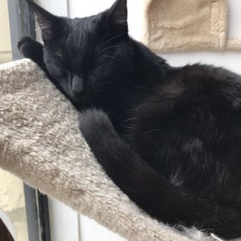 Catpawcino - Cafes Near Me - Newcastle, XTW