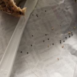 Dunkin' - Hair in bagel