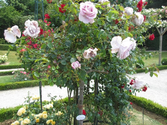 Parc Bagatelle - la Roseraie by null