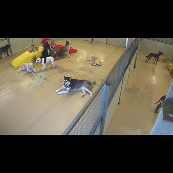 Camp Bow Wow - Pet Groomers Near Me - Denver, Colorado