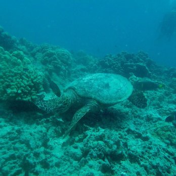 Dive Oahu - Snorkeling Near Me - Honolulu, Hawaii