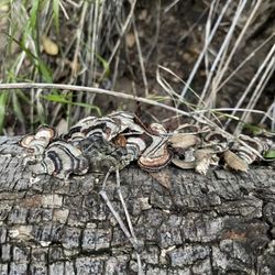 East and Rice Canyons - Mushrooms