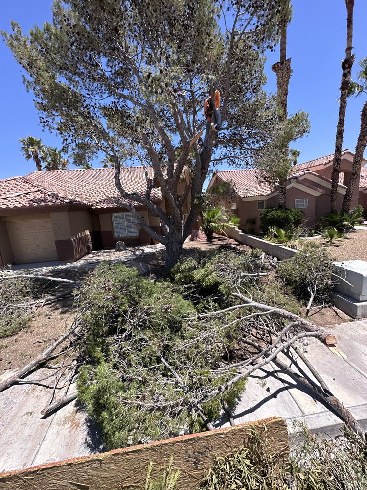 Ramon's Yard Maintenance - tree service in Las Vegas, NV