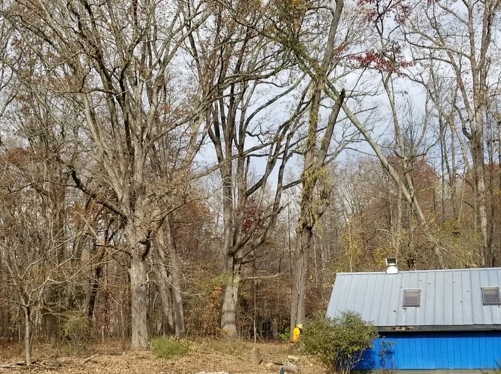 Seamster Tree Service - tree service in Kernersville, NC