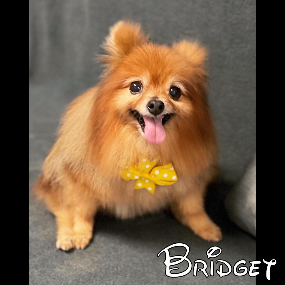 THE VIP GROOMER 26 Photos 13035 Tamiami Trl, North Port, FL Yelp