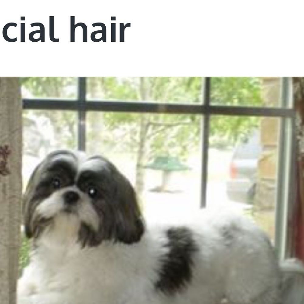 Diamonds in the Ruff - What he showed them we wanted!! - Pet Groomers Near Me - Clovis, California Diamonds in the Ruff - What he showed them we wanted!! - Pet Groomers Near Me - Clovis, California